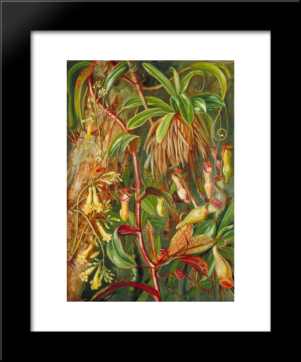 Seychelles Pitcher Plant And Bilimb Marron 20x24 Black Modern Wood Framed Art Print Poster by North, Marianne