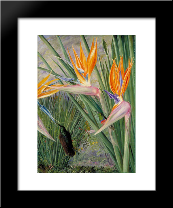 Strelitzia And Sugar Birds, South Africa 20x24 Black Modern Wood Framed Art Print Poster by North, Marianne