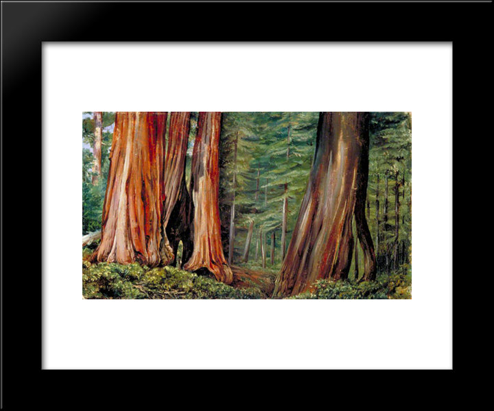 The Mariposa Grove Of Big Trees, California 20x24 Black Modern Wood Framed Art Print Poster by North, Marianne