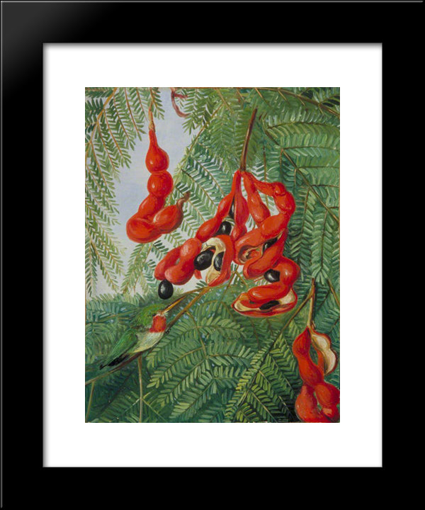 The Wild Tamarind Of Jamaica With Scarlet Pod And Barbet 20x24 Black Modern Wood Framed Art Print Poster by North, Marianne