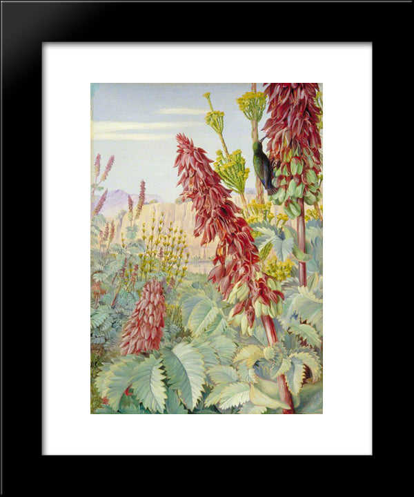 Touch-Me-Not And Sugar-Birds At Tulbagh, South Africa 20x24 Black Modern Wood Framed Art Print Poster by North, Marianne