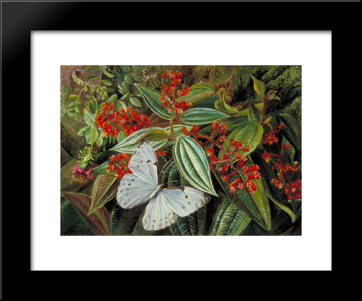 Trees Laden With Parasites And Epiphytes In A Brazilian Garden 20x24 Black Modern Wood Framed Art Print Poster by North, Marianne