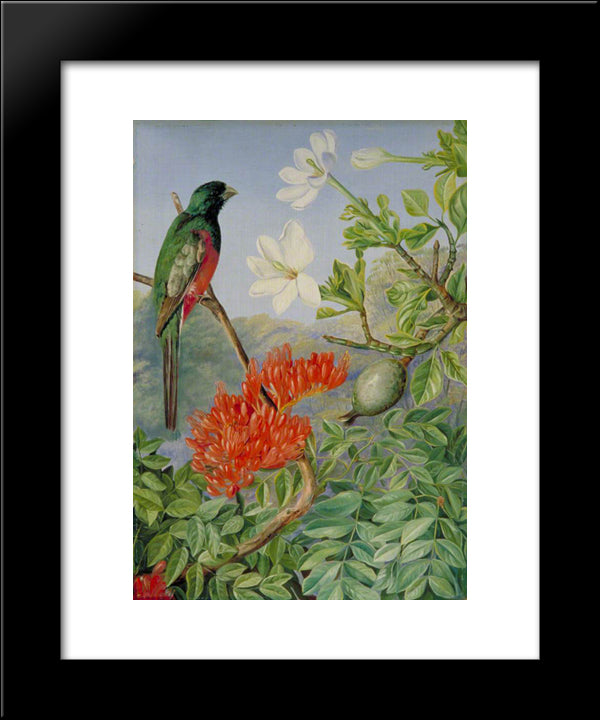 Two Flowering Shrubs Of Natal And A Trogon 20x24 Black Modern Wood Framed Art Print Poster by North, Marianne