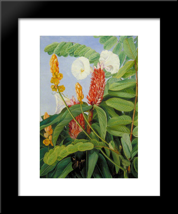 Two Swamp Plants Of Java In Flower 20x24 Black Modern Wood Framed Art Print Poster by North, Marianne