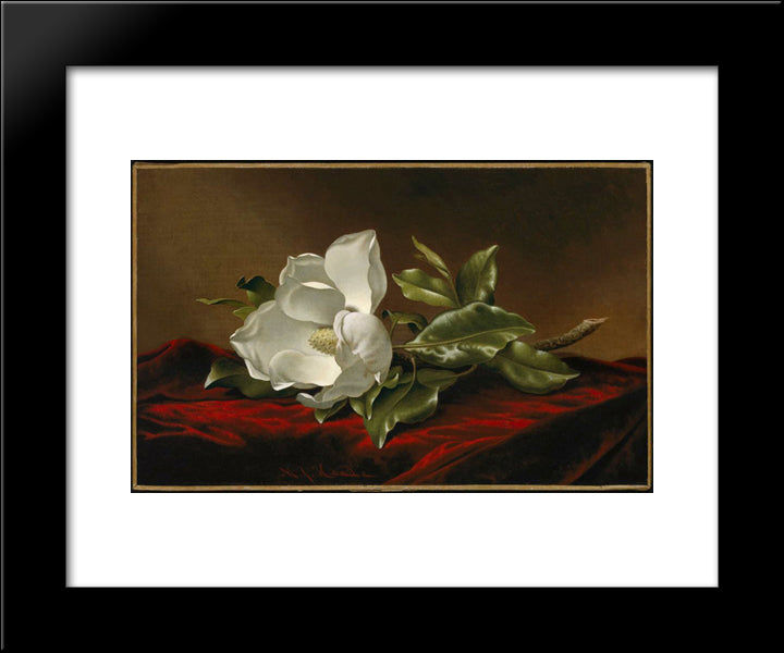 Magnolia Grandiflora 20x24 Black Modern Wood Framed Art Print Poster by Heade, Martin Johnson
