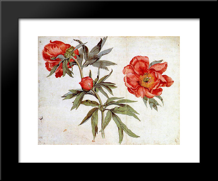 Study Of Peonies 20x24 Black Modern Wood Framed Art Print Poster by Schongauer, Martin