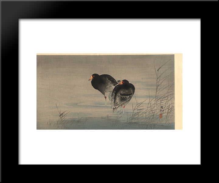 Two Gallinules In Shallow Water 20x24 Black Modern Wood Framed Art Print Poster by Koson, Ohara