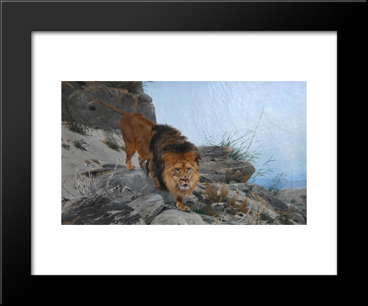 Lion 20x24 Black Modern Wood Framed Art Print Poster by Friese, Richard