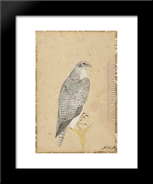 Portrait Of A Falcon From Northern India 20x24 Black Modern Wood Framed Art Print Poster by Mansur, Ustad