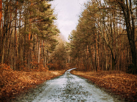 Country Road 16 Black Modern Wood Framed Art Print by Lee, Rachel