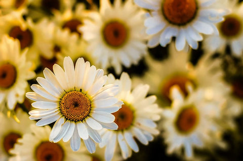 Daisies Black Modern Wood Framed Art Print by Lee, Rachel