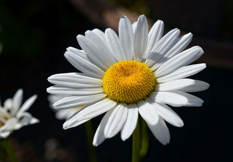 Flower 17 White Modern Wood Framed Art Print with Double Matting by Lee, Rachel