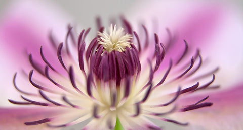 Flower 31 White Modern Wood Framed Art Print with Double Matting by Lee, Rachel