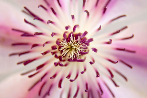 Flower 32 White Modern Wood Framed Art Print with Double Matting by Lee, Rachel