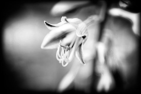 Flower Purple BW Holga Black Ornate Wood Framed Art Print with Double Matting by Lee, Rachel