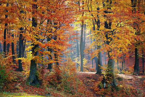 Trees 9 White Modern Wood Framed Art Print with Double Matting by Lee, Rachel