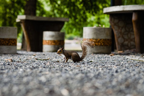 SQUIRRELL White Modern Wood Framed Art Print with Double Matting by Malone, Will