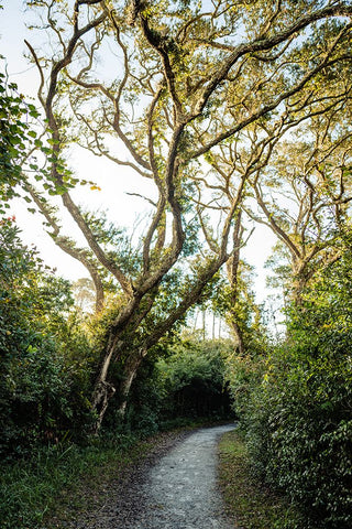 Pathway White Modern Wood Framed Art Print with Double Matting by Malone, Will