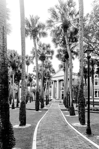 Morning Palms Black Modern Wood Framed Art Print by Malone, Will