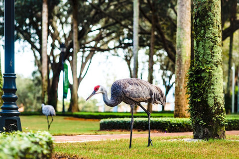 2 Birds and a Lizard Black Modern Wood Framed Art Print by Malone, Will