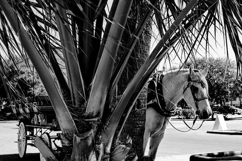 Carriage Tour Black Ornate Wood Framed Art Print with Double Matting by Malone, Will