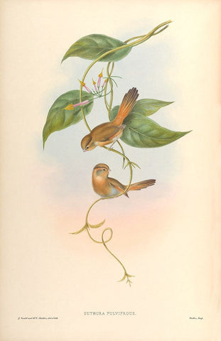 Suthora Fulvifrous Black Ornate Wood Framed Art Print with Double Matting by CAG