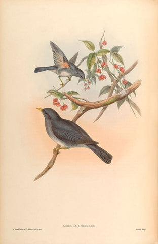 Merula Unicolor Black Ornate Wood Framed Art Print with Double Matting by CAG