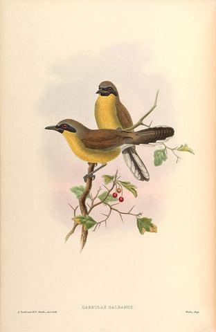 Garrulax Galbanus White Modern Wood Framed Art Print with Double Matting by CAG