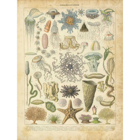 Oceanographie Black Modern Wood Framed Art Print by Babbitt, Gwendolyn