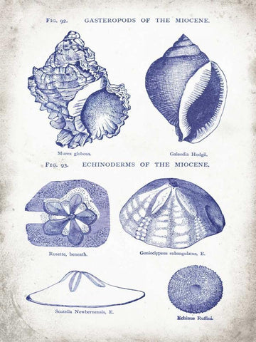 Indigo Shells I Black Ornate Wood Framed Art Print with Double Matting by Babbitt, Gwendolyn