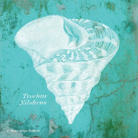 Caribbean Shell I White Modern Wood Framed Art Print with Double Matting by Babbitt, Gwendolyn