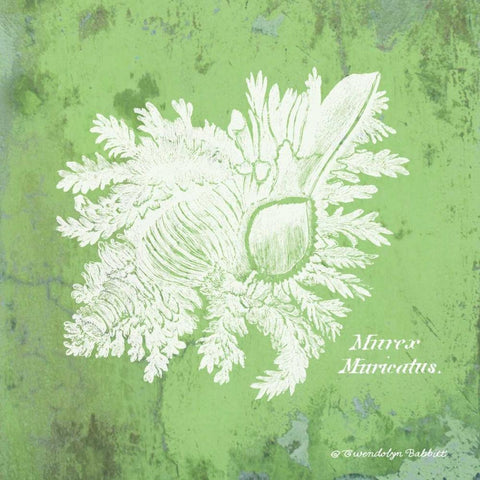 Caribbean Shell IV Black Modern Wood Framed Art Print by Babbitt, Gwendolyn