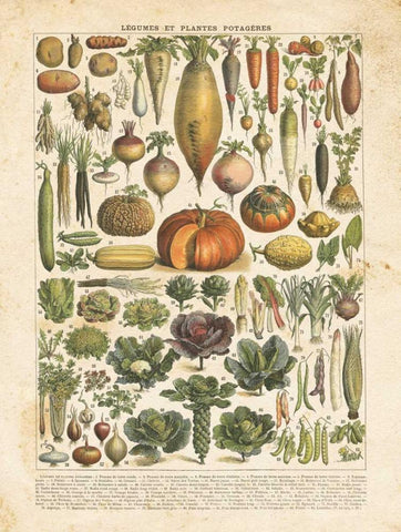 French Vegetable Chart Black Ornate Wood Framed Art Print with Double Matting by Babbitt, Gwendolyn