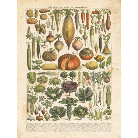 French Vegetable Chart Gold Ornate Wood Framed Art Print with Double Matting by Babbitt, Gwendolyn