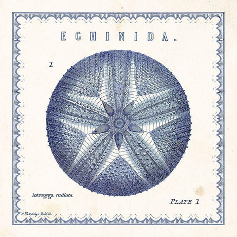 Sea Urchin I Gold Ornate Wood Framed Art Print with Double Matting by Babbitt, Gwendolyn