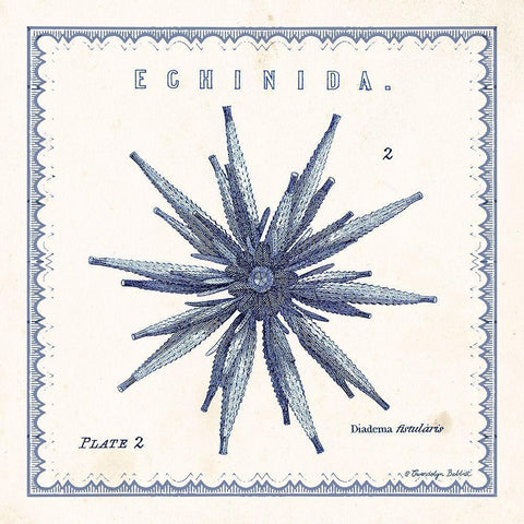 Sea Urchin II Gold Ornate Wood Framed Art Print with Double Matting by Babbitt, Gwendolyn