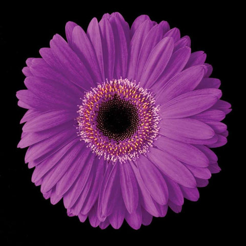 Gerbera Daisy Purple White Modern Wood Framed Art Print by Christensen, Jim