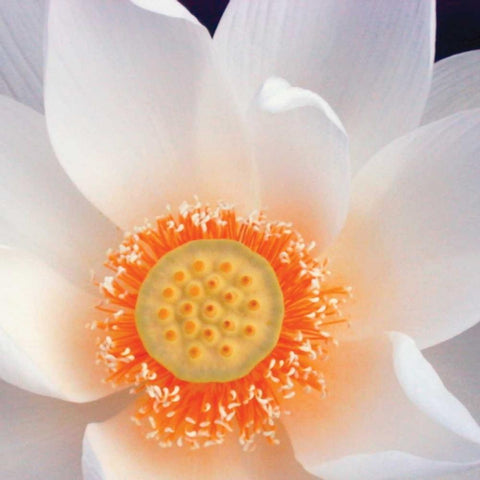 Lotus I Black Modern Wood Framed Art Print by Christensen, Jim