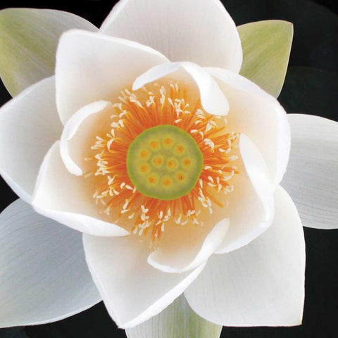 Lotus II Gold Ornate Wood Framed Art Print with Double Matting by Christensen, Jim