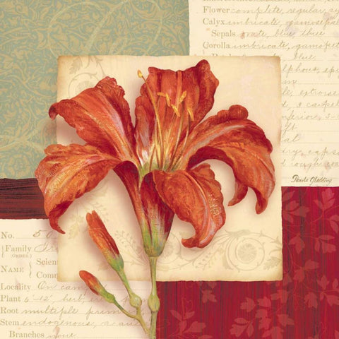 Bella Donna II White Modern Wood Framed Art Print by Gladding, Pamela