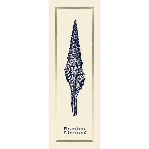 Pleurotoma Shell I White Modern Wood Framed Art Print by Gorham, Gregory