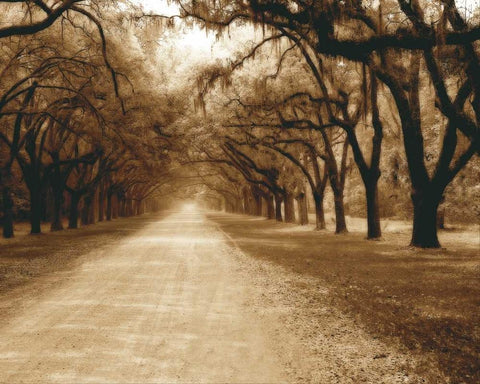 Savannah Oaks II Black Ornate Wood Framed Art Print with Double Matting by Hausenflock, Alan