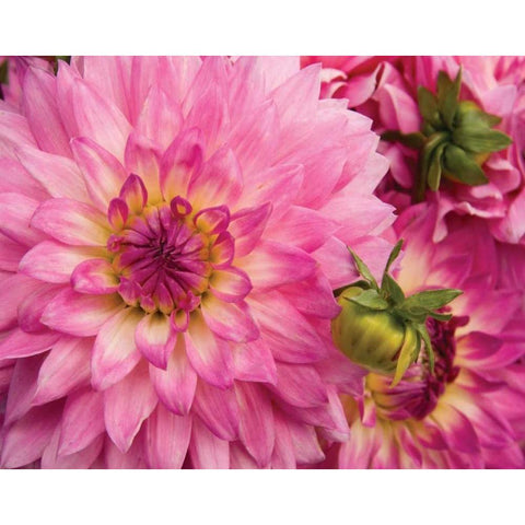 Pink Dahlia Gold Ornate Wood Framed Art Print with Double Matting by Love, Maureen