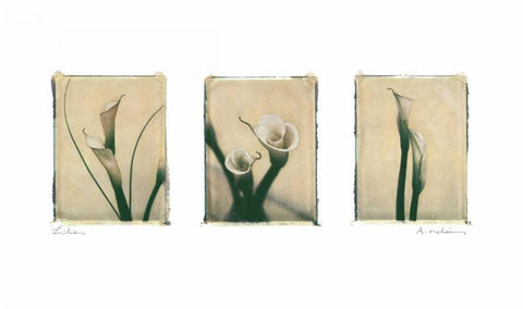 Lilies Black Ornate Wood Framed Art Print with Double Matting by Melious, Amy