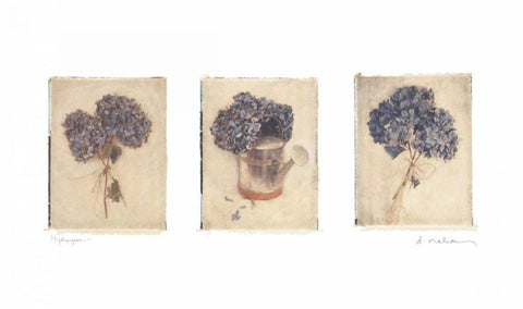 Hydrangeas White Modern Wood Framed Art Print with Double Matting by Melious, Amy