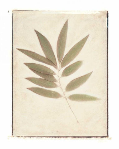 Bay Leaves White Modern Wood Framed Art Print with Double Matting by Melious, Amy