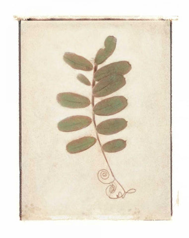 Tendril White Modern Wood Framed Art Print with Double Matting by Melious, Amy