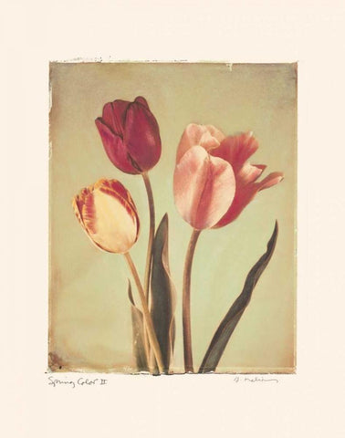 Spring Color II Black Ornate Wood Framed Art Print with Double Matting by Melious, Amy
