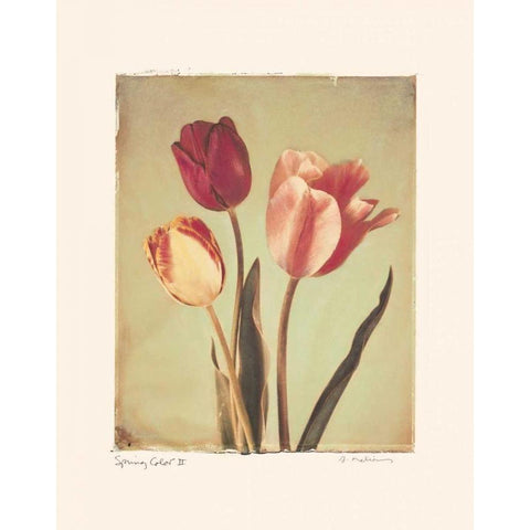 Spring Color II Black Modern Wood Framed Art Print with Double Matting by Melious, Amy