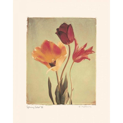 Spring Color III Gold Ornate Wood Framed Art Print with Double Matting by Melious, Amy